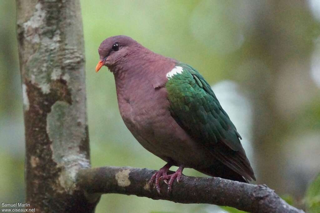 Common Emerald Doveimmature, identification