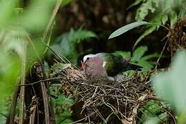 Common Emerald Dove