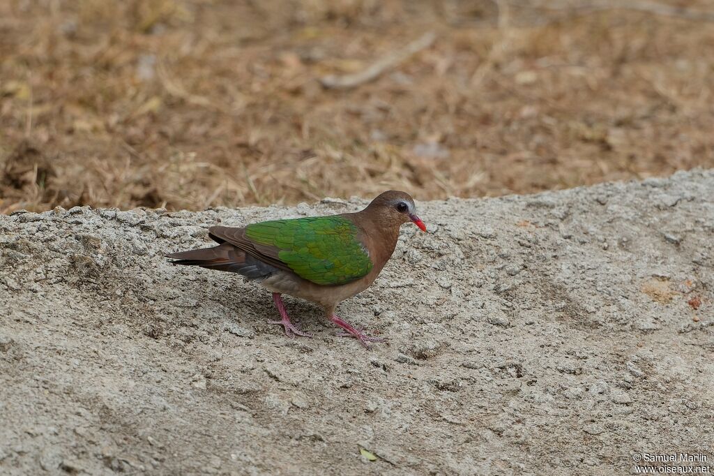 Common Emerald Dovesubadult