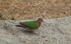 Common Emerald Dove