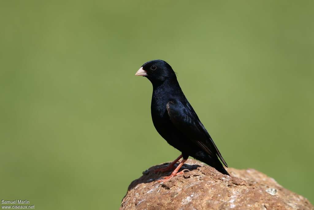 Village Indigobird male adult breeding, identification