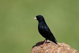 Village Indigobird