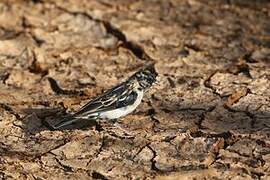 Village Indigobird