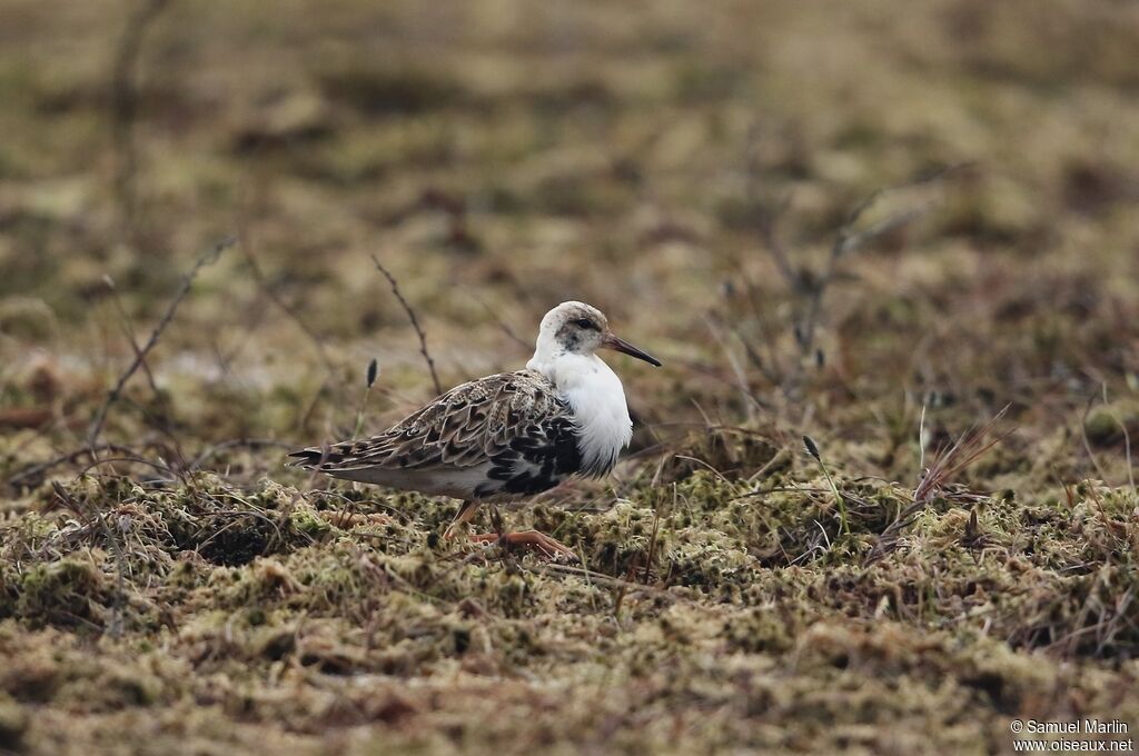 Ruff male adult breeding