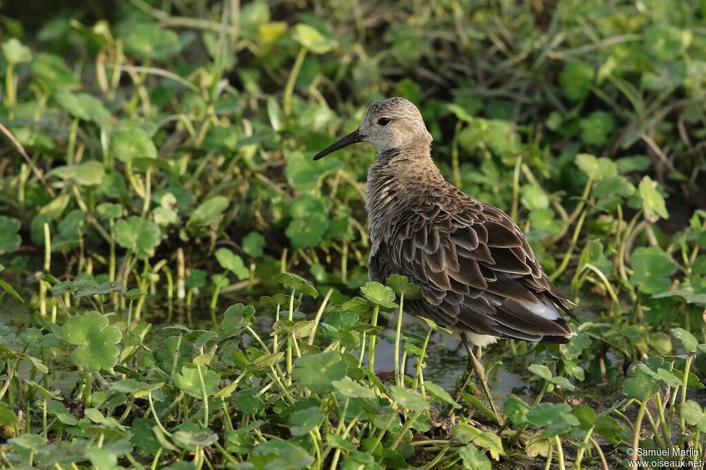 Combattant variéadulte