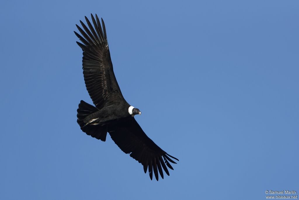 Condor des Andesadulte, Vol