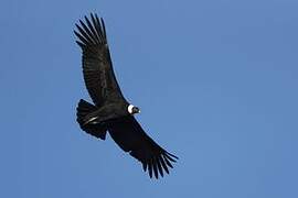 Condor des Andes