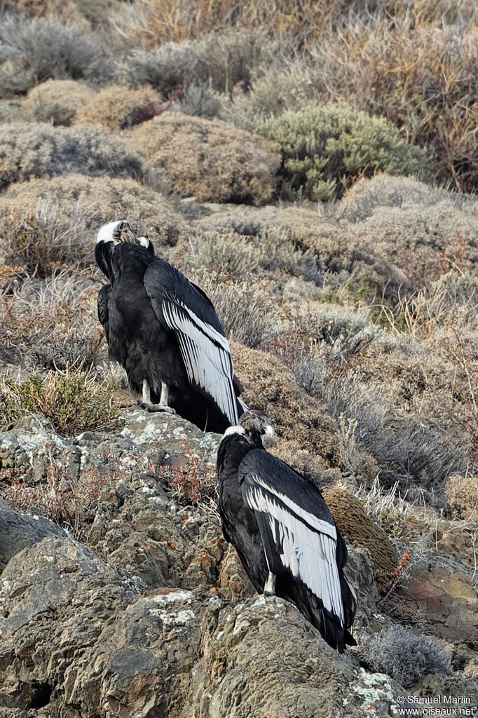 Condor des Andesadulte