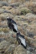 Andean Condor