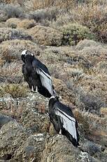 Condor des Andes