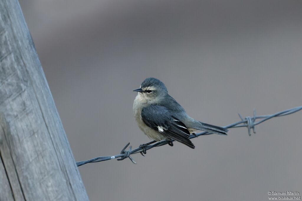 Cinereous Conebilladult