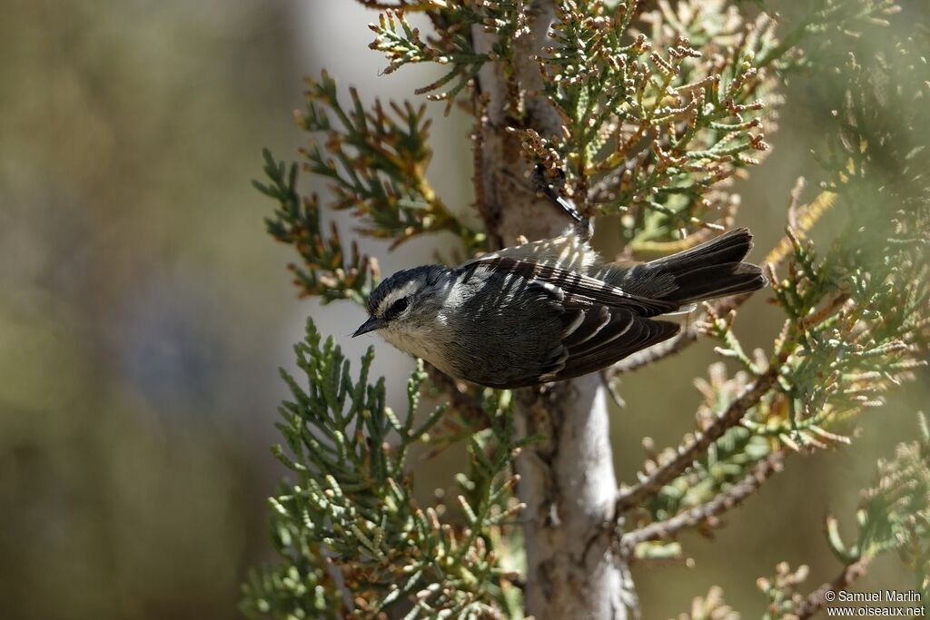 Cinereous Conebilladult