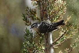 Cinereous Conebill