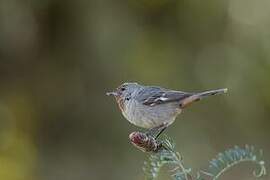 Tamarugo Conebill