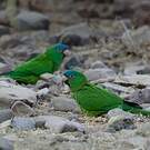 Conure à tête bleue