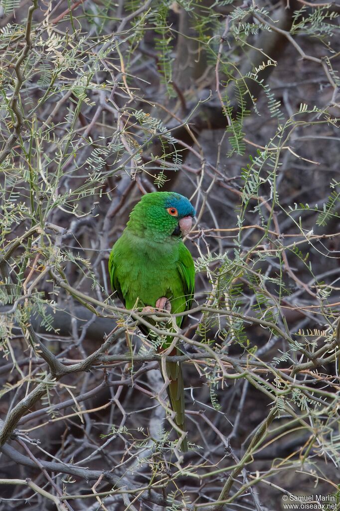 Conure à tête bleueadulte