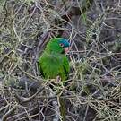 Conure à tête bleue