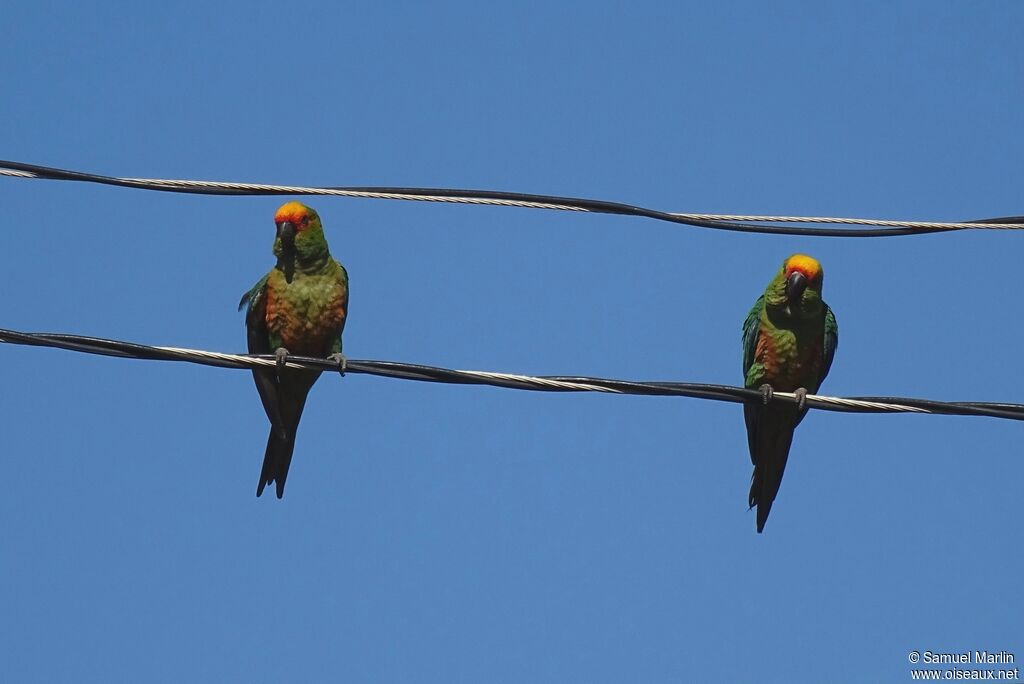 Conure à tête d'or