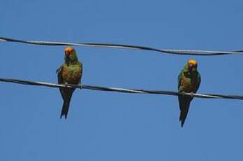 Conure à tête d'or