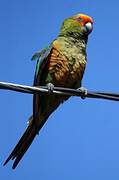 Golden-capped Parakeet