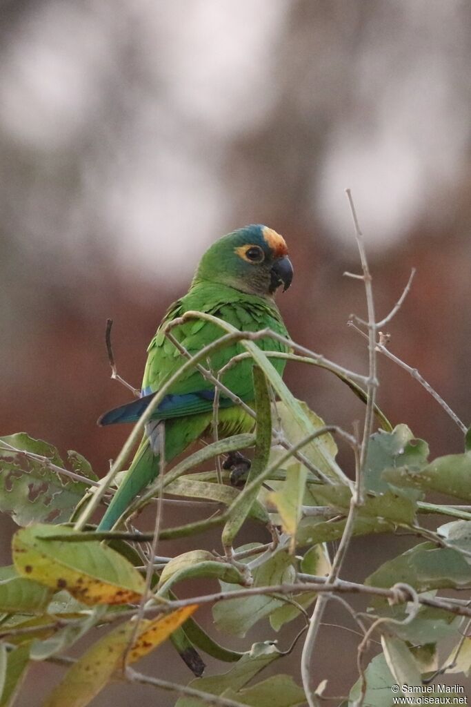 Peach-fronted Parakeetadult