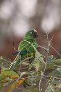 Peach-fronted Parakeet