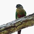 Conure de Vieillot