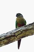 Maroon-bellied Parakeet