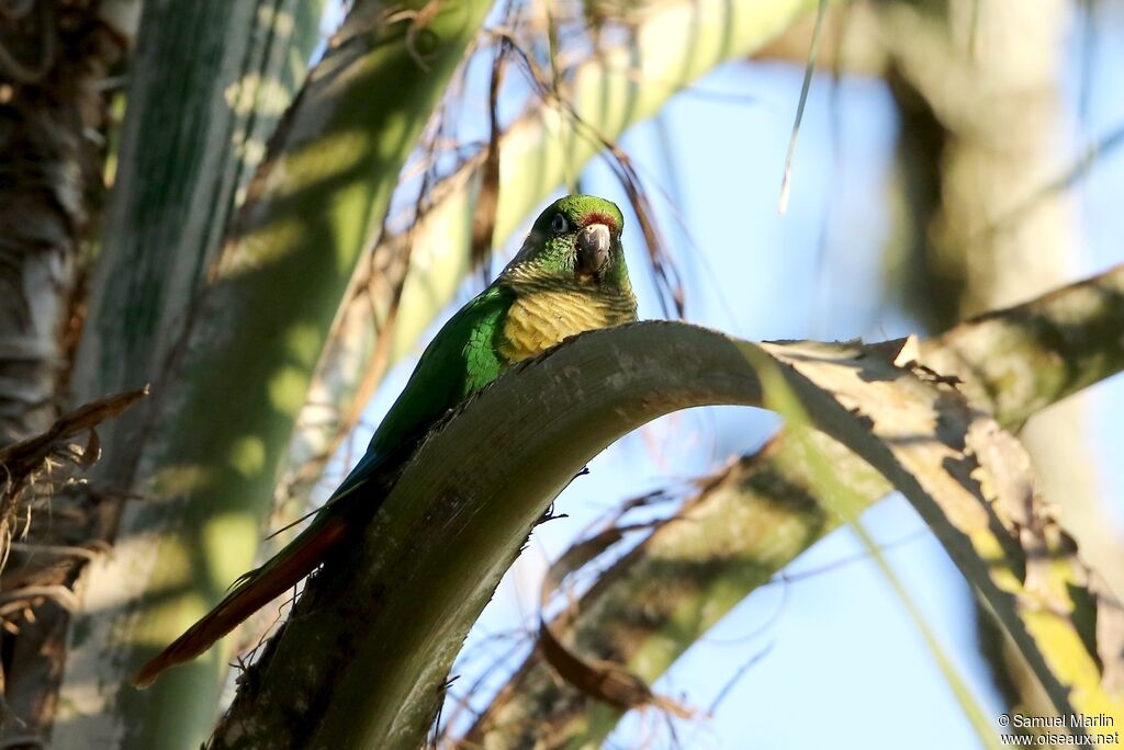 Conure de Vieillotadulte