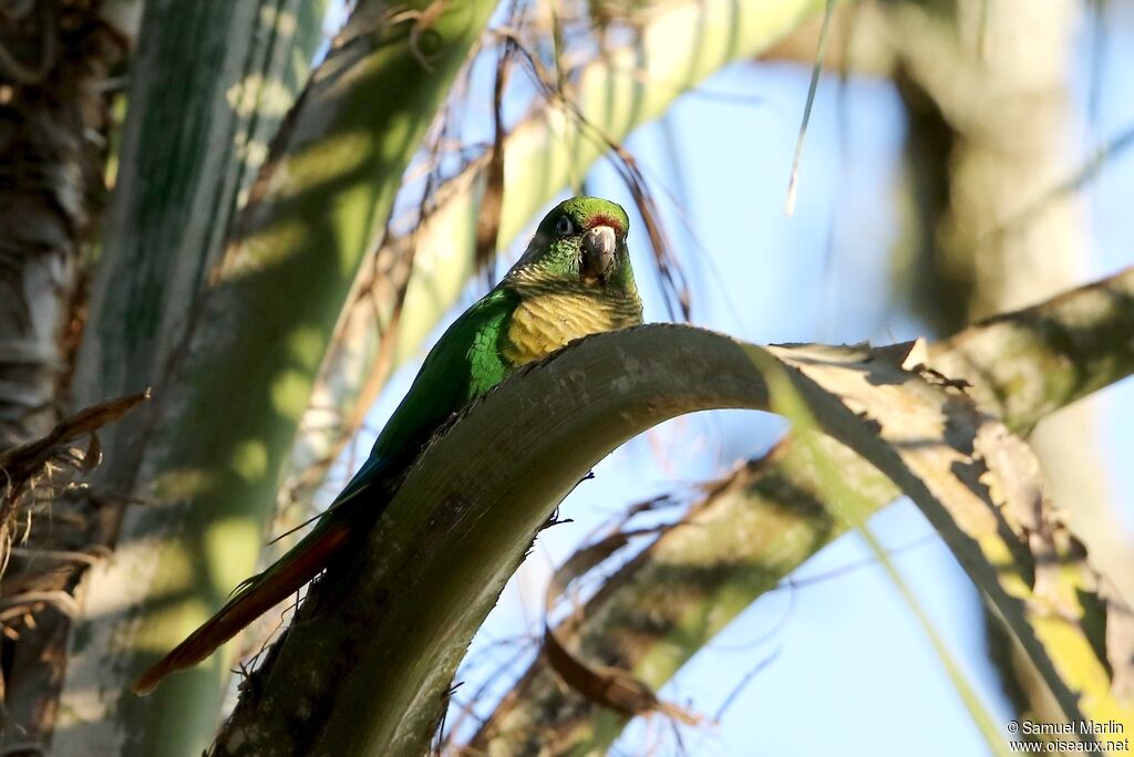 Maroon-bellied Parakeetadult