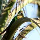 Conure de Vieillot