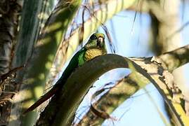 Maroon-bellied Parakeet