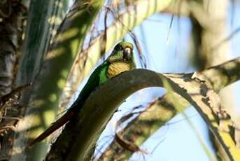 Conure de Vieillot