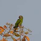 Conure de Weddell