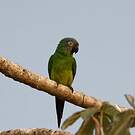 Conure de Weddell