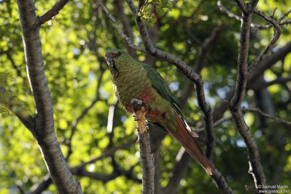 Austral Parakeetadult