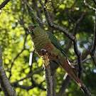 Conure magellanique