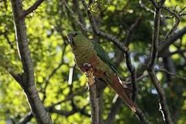 Austral Parakeet