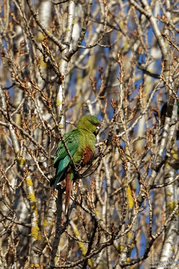 Austral Parakeetadult