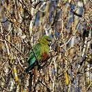 Conure magellanique
