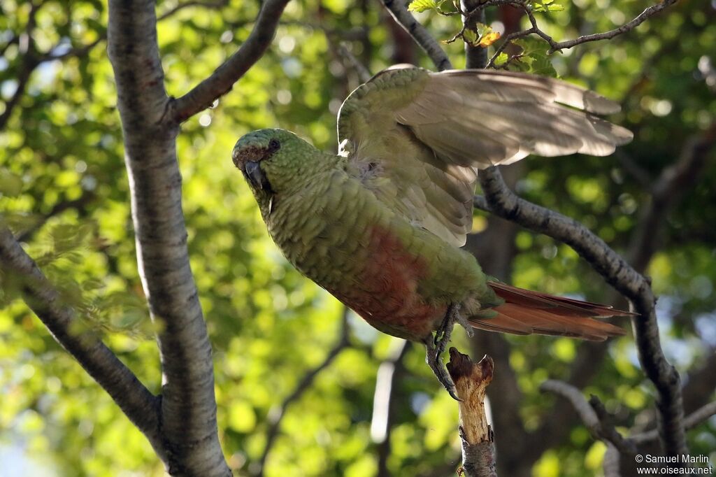 Conure magellaniqueadulte, Vol