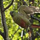 Conure magellanique