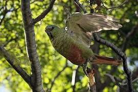 Conure magellanique