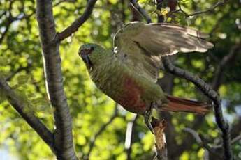 Conure magellanique