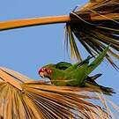 Conure mitrée