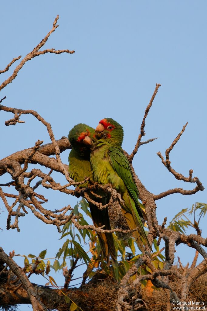 Conure mitréeadulte
