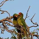 Conure mitrée
