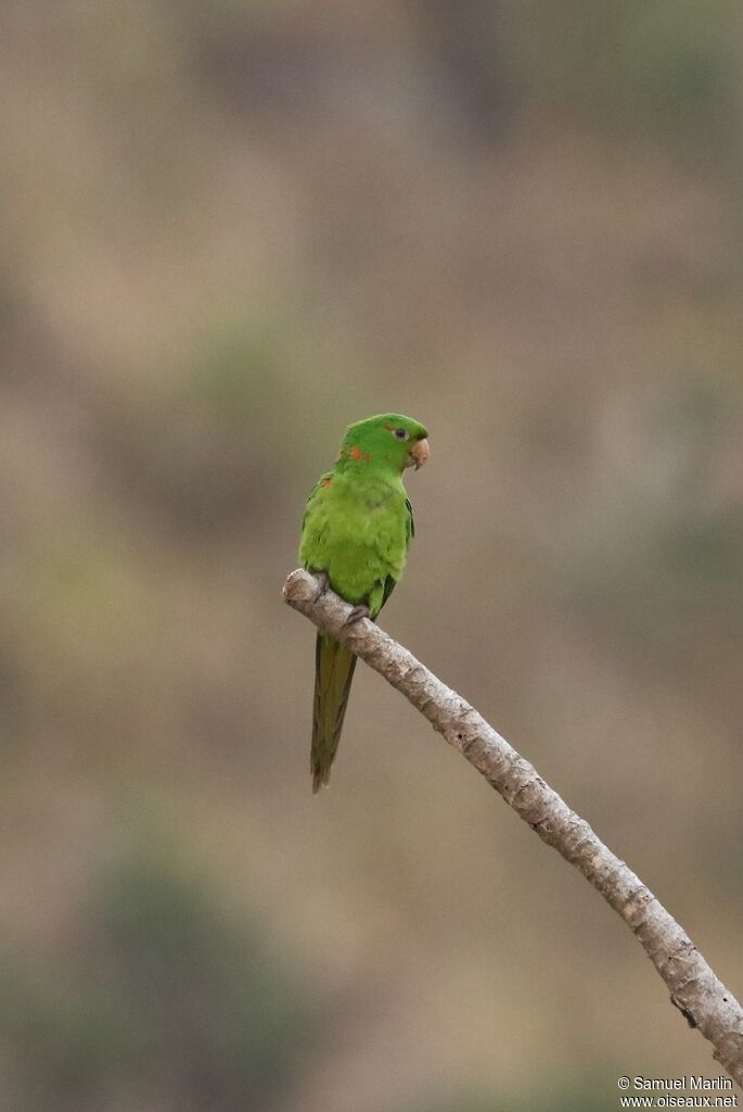 Conure pavouaneadulte