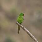 Conure pavouane
