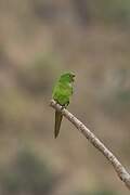 White-eyed Parakeet